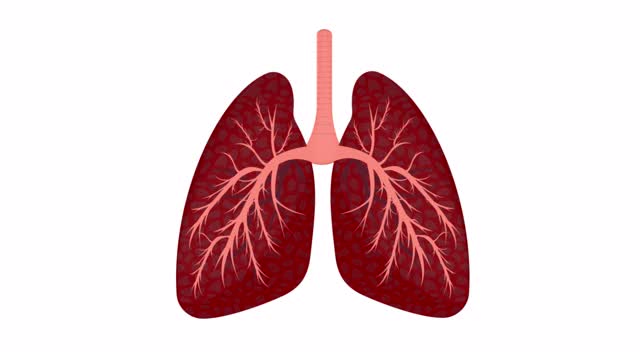人肺的动画。内部的。卡通视频素材