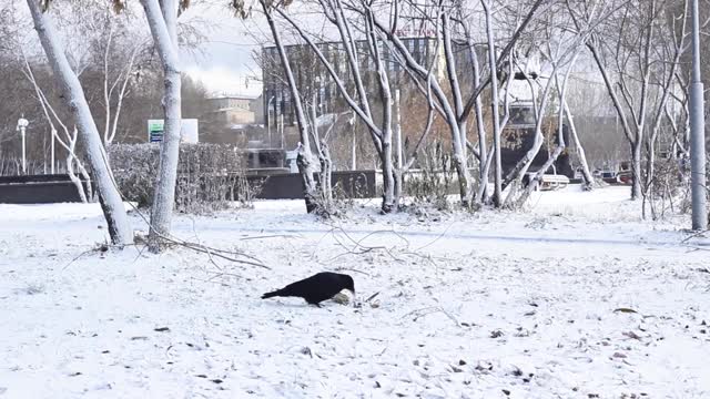 寂寞乌鸦在城市广场的第一场雪下觅食，鸟类在冬季开始进食，城市的雪景视频素材