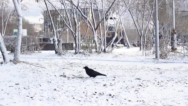 寂寞乌鸦在城市广场的第一场雪下觅食，鸟类在冬季开始进食，城市的雪景视频素材