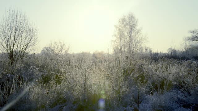 在一个霜冻的清晨，田野上一棵结着霜和雪的树被太阳照亮了视频素材