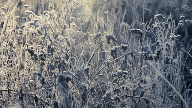 这是在霜雪覆盖的田野上被太阳照亮的冰冻草的特写镜头。空气中有霜冻的薄雾。视频素材