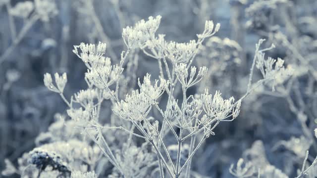 这是在霜雪覆盖的田野上被太阳照亮的冰冻草的特写镜头。空气中有霜冻的薄雾。视频素材