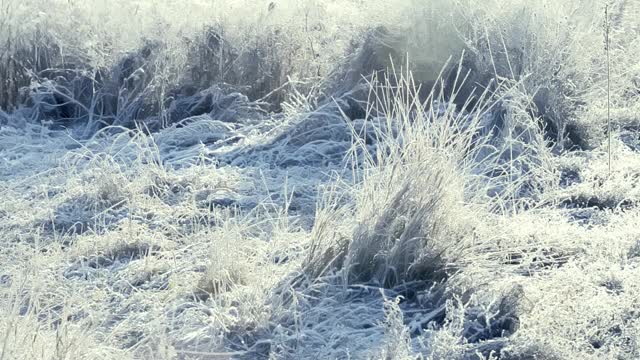 这是在霜雪覆盖的田野上被太阳照亮的冰冻草的特写镜头。空气中有霜冻的薄雾。视频素材