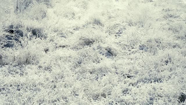 这是在霜雪覆盖的田野上被太阳照亮的冰冻草的特写镜头。空气中有霜冻的薄雾。视频素材