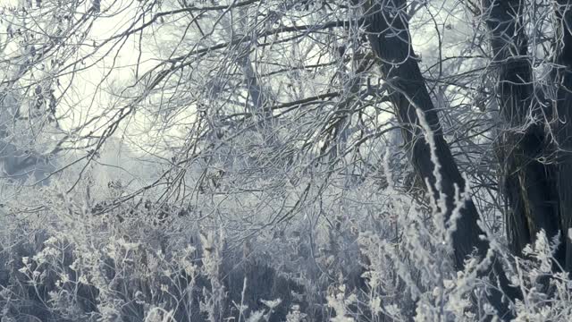 在一个霜冻的清晨，田野上一棵结着霜和雪的树被太阳照亮了视频素材