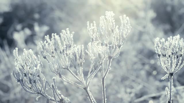 这是在霜雪覆盖的田野上被太阳照亮的冰冻草的特写镜头。空气中有霜冻的薄雾。视频素材