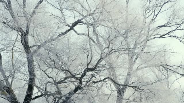 在一个霜冻的清晨，田野上一棵结着霜和雪的树被太阳照亮了视频素材