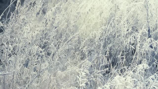 这是在霜雪覆盖的田野上被太阳照亮的冰冻草的特写镜头。空气中有霜冻的薄雾。视频素材