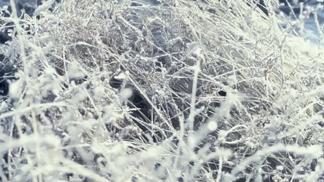 这是在霜雪覆盖的田野上被太阳照亮的冰冻草的特写镜头。空气中有霜冻的薄雾。视频素材