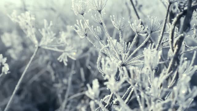 这是在霜雪覆盖的田野上被太阳照亮的冰冻草的特写镜头。空气中有霜冻的薄雾。视频素材