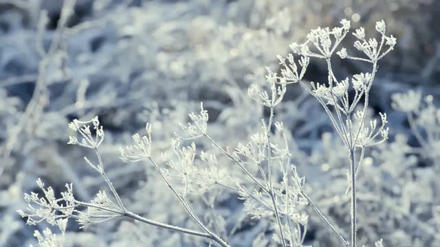 这是在霜雪覆盖的田野上被太阳照亮的冰冻草的特写镜头。空气中有霜冻的薄雾。视频素材