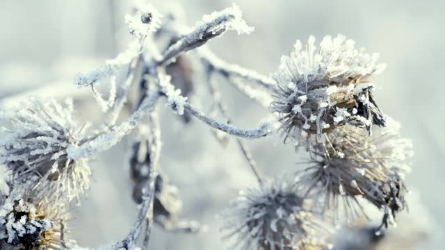 这是在霜雪覆盖的田野上被太阳照亮的冰冻草的特写镜头。空气中有霜冻的薄雾。视频素材