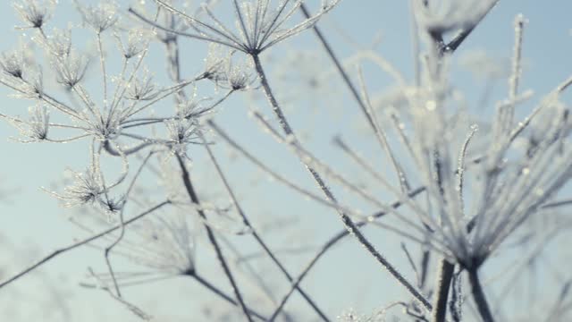 这是在霜雪覆盖的田野上被太阳照亮的冰冻草的特写镜头。空气中有霜冻的薄雾。视频素材