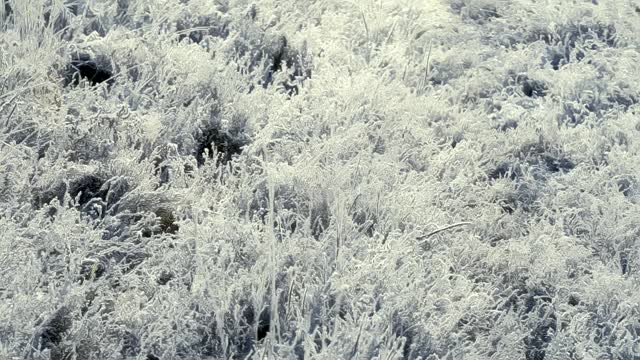 这是在霜雪覆盖的田野上被太阳照亮的冰冻草的特写镜头。空气中有霜冻的薄雾。视频素材