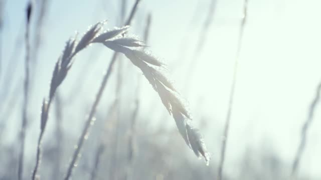 这是在霜雪覆盖的田野上被太阳照亮的冰冻草的特写镜头。空气中有霜冻的薄雾。视频素材