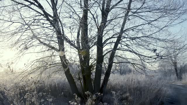 在一个霜冻的清晨，田野上一棵结着霜和雪的树被太阳照亮了视频素材