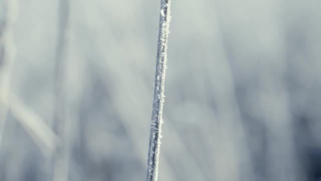 这是在霜雪覆盖的田野上被太阳照亮的冰冻草的特写镜头。空气中有霜冻的薄雾。视频素材