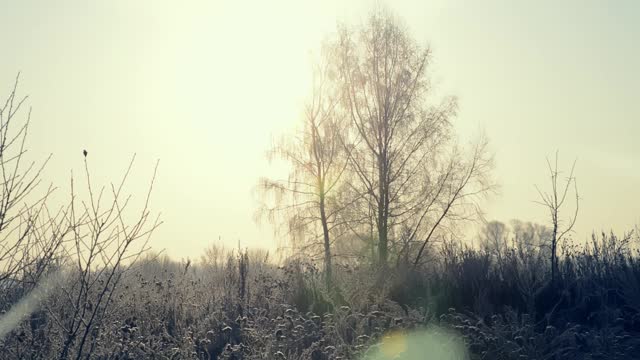 在一个霜冻的清晨，田野上一棵结着霜和雪的树被太阳照亮了视频素材