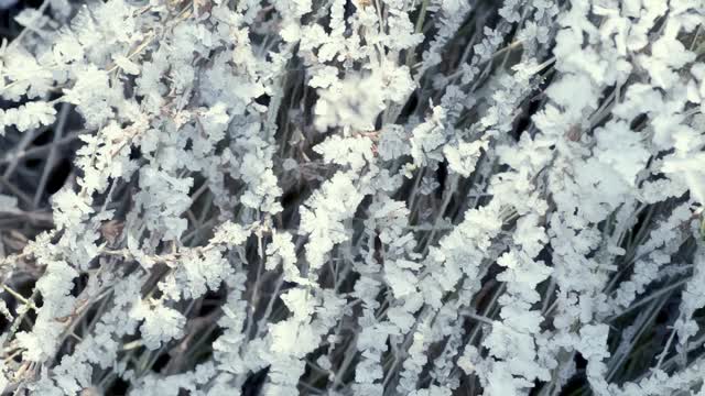 这是在霜雪覆盖的田野上被太阳照亮的冰冻草的特写镜头。空气中有霜冻的薄雾。视频素材