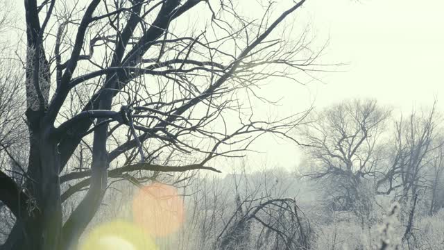 在一个霜冻的清晨，田野上一棵结着霜和雪的树被太阳照亮了视频素材