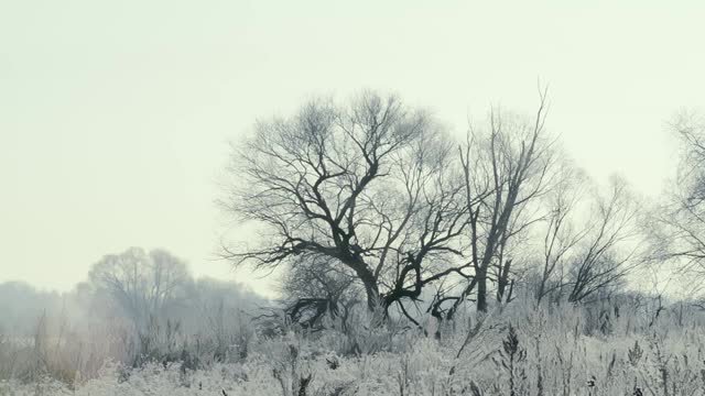 在一个霜冻的清晨，田野上一棵结着霜和雪的树被太阳照亮了视频素材