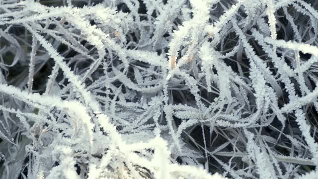 这是在霜雪覆盖的田野上被太阳照亮的冰冻草的特写镜头。空气中有霜冻的薄雾。视频素材