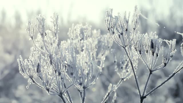 这是在霜雪覆盖的田野上被太阳照亮的冰冻草的特写镜头。空气中有霜冻的薄雾。视频素材