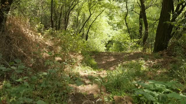 森林步道建立场景慢动作视频视频素材