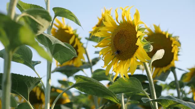 向日葵(Helianthus annuus)的头缓慢摆动视频素材