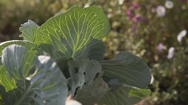 成熟的白菜，受害虫、害虫影响。受损的叶子视频素材