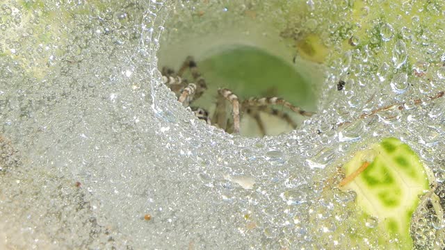 热带雨林中的草狼蜘蛛。视频素材