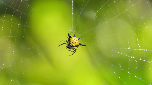 热带雨林中的多刺圆织蜘蛛。视频下载