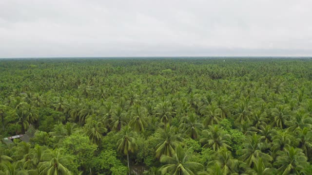 椰子或棕榈树的鸟瞰图。自然景观森林背景农业农场概念，Ratchaburi，泰国。粮食作物。视频素材