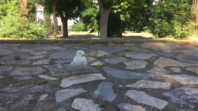 喂养一只海鸥视频下载