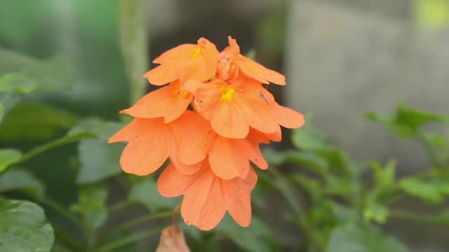 番红花特写。淡藏红花颜色秋番红花(番红花多萝西)花植物在早晨的阳光开放。视频素材