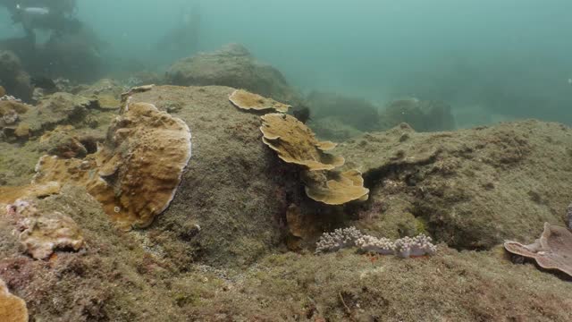 在浑浊的海水中潜水视频素材