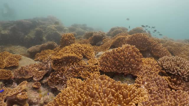 热带海鱼在台湾美丽的珊瑚礁游泳视频素材