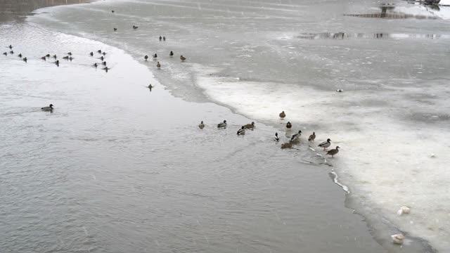 在城市公园里，鸭子们在河边的冰面上游泳，上面正在下雪。坏天气。冬天的城市景观。从上往下看。4 k。视频素材