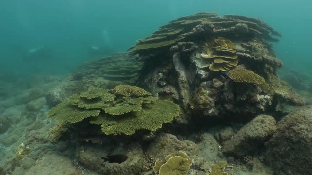 健康桌硬珊瑚群在深海礁在澎湖群岛，台湾视频素材