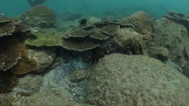 在台湾的硬珊瑚礁潜水视频素材