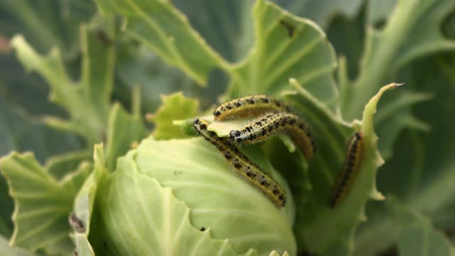 毛毛虫吃青菜的叶子视频素材