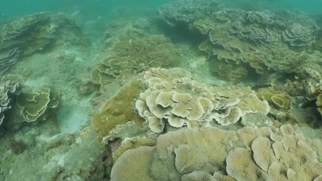 台湾澎湖群岛深海暗礁上健康的硬珊瑚群视频素材