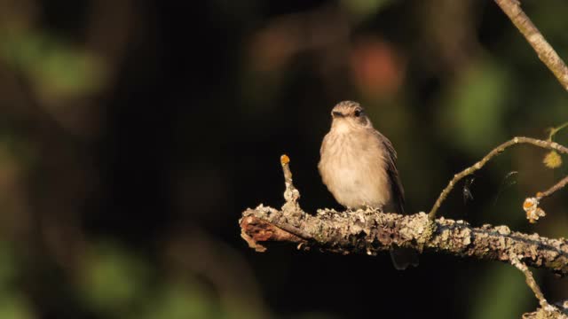 斑点flycatcher (Muscicapa striata)幼年，俄罗斯视频素材