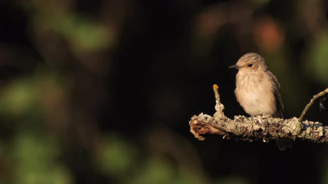 斑点flycatcher (Muscicapa striata)幼年，俄罗斯视频素材