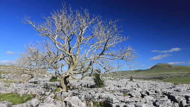 英国约克郡的英格顿山谷，在Twisleton Scar的石灰岩路面上，灰树枯死，背景是Penyghent。视频素材