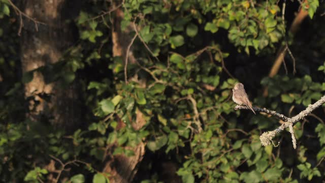 斑点flycatcher (Muscicapa striata)幼年，俄罗斯视频素材