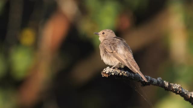 斑点flycatcher (Muscicapa striata)幼年，俄罗斯视频素材