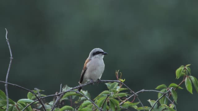 红背伯劳(Lanius collurio)雄性，俄罗斯视频素材