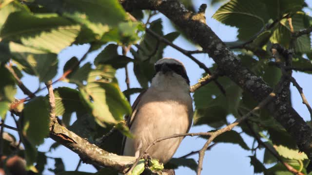 红背伯劳(Lanius collurio)雄性，俄罗斯视频素材