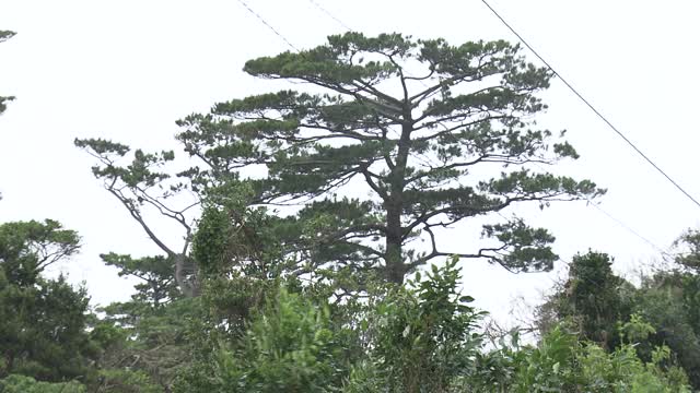 日本冲绳县一棵名为Sai-On-Matsu的松树视频素材